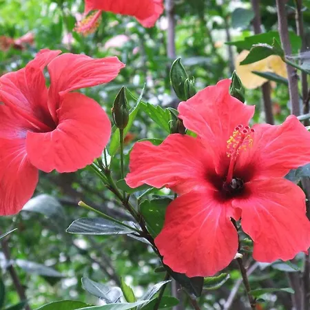 Paradise Garden מלון