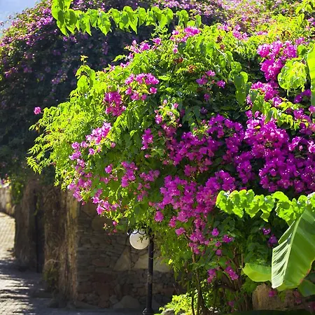 Paradise Garden מלון