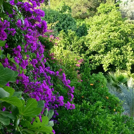 Hotel Paradise Garden Oludeniz