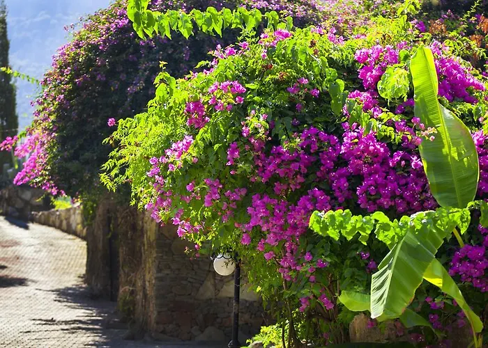 Paradise Garden מלון